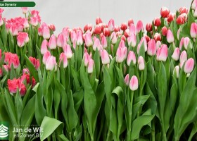Tulipa Dynasty ® (2)